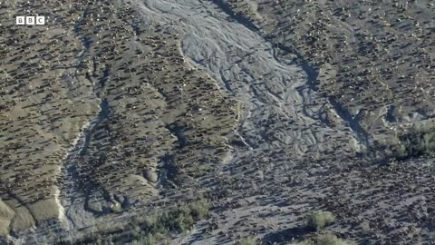 ‎The World s Wildest Animals | BBC Earth