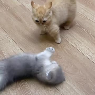 Little Orange Has Grown Up