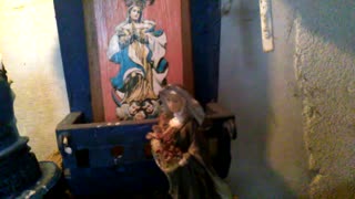 Séptimo Día de la Novena a Santa Teresita Del Niño jesús - 28 de setiembre