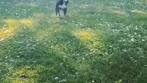🤣Funny Animals 2025🤣Funny Dogs video🐶