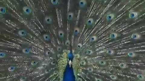 Peacock thanks a lady after feeding 🦚🥰