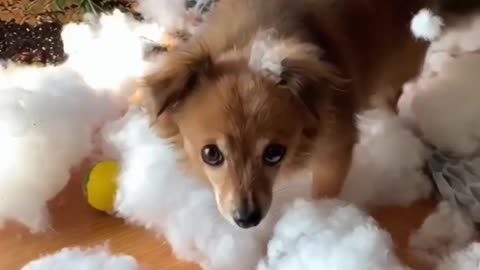 Must-Watch: Billy and Sol Go on Their Biggest Dog Adventure Yet