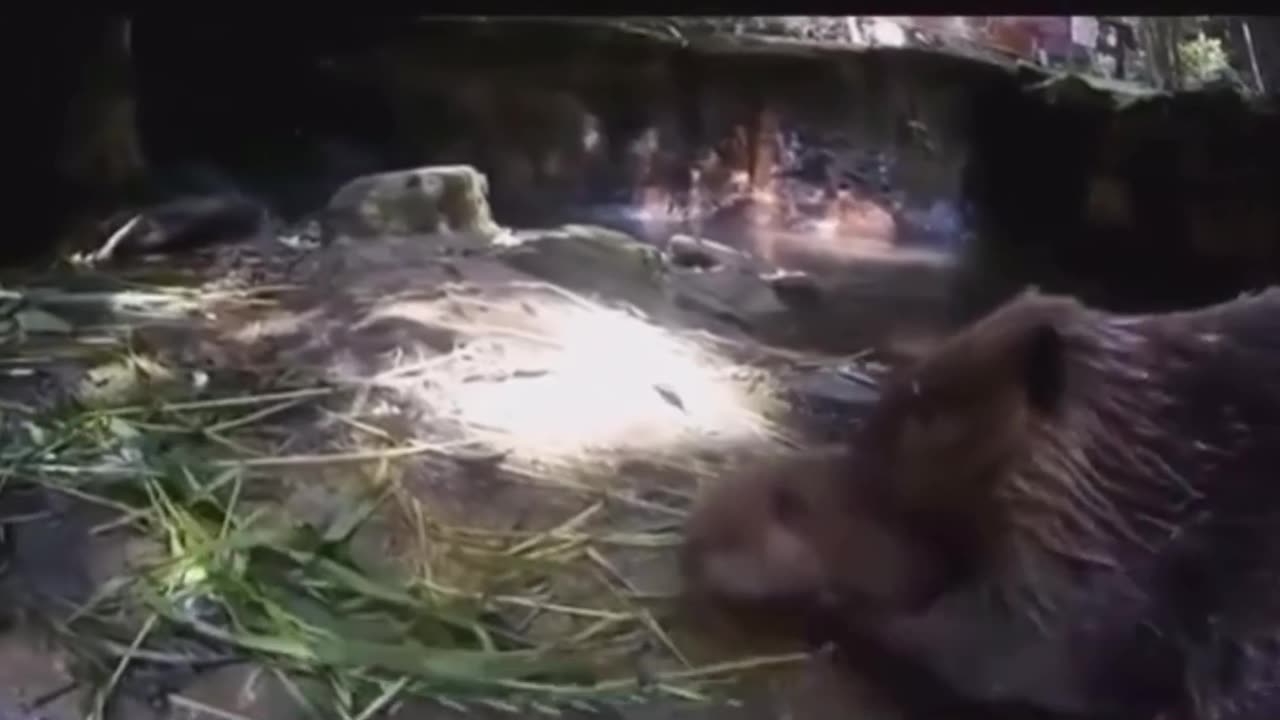 Beavers carry their babies just like humans do
