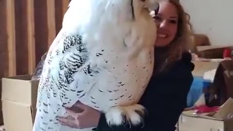 Big Owl