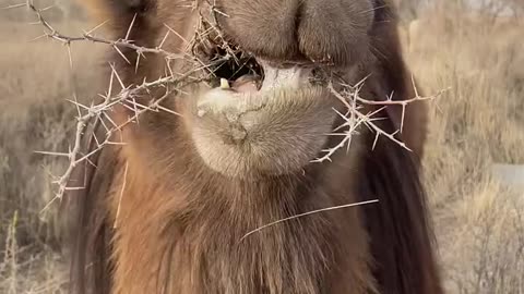 Camel can eat thrones