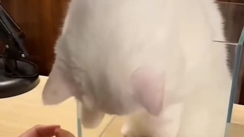 Funny Cats & Kittens | Laugh Attack 😂🐾