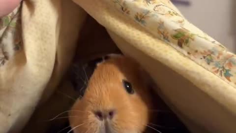 The yap train just arrived