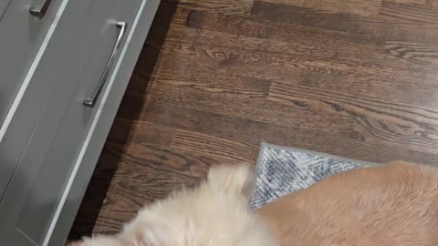 Berkeley meet Frankie