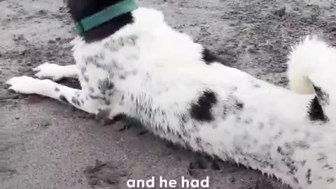 A scared puppy