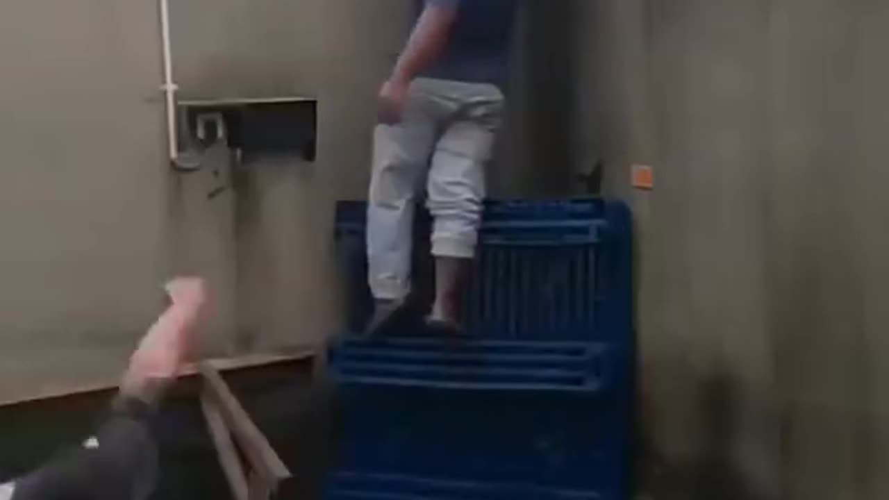 Animals funny video 08