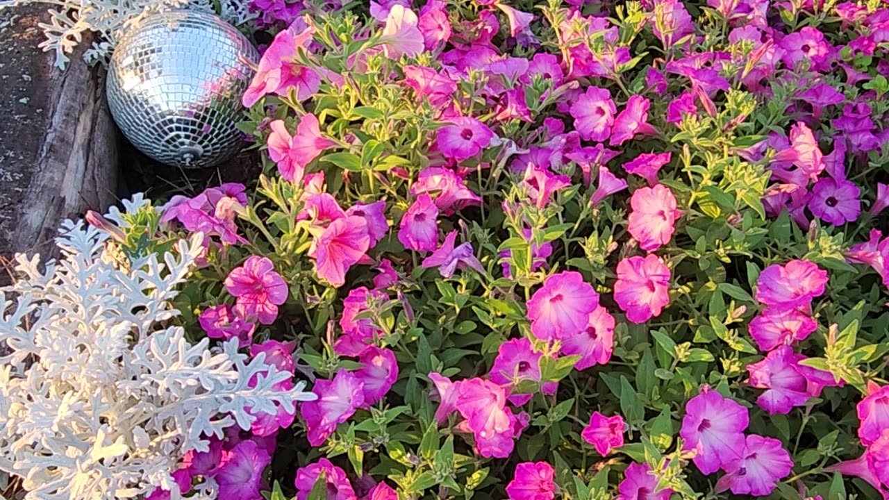 Predawn through Morning Sun rolling through the Hickory tree on Petunias