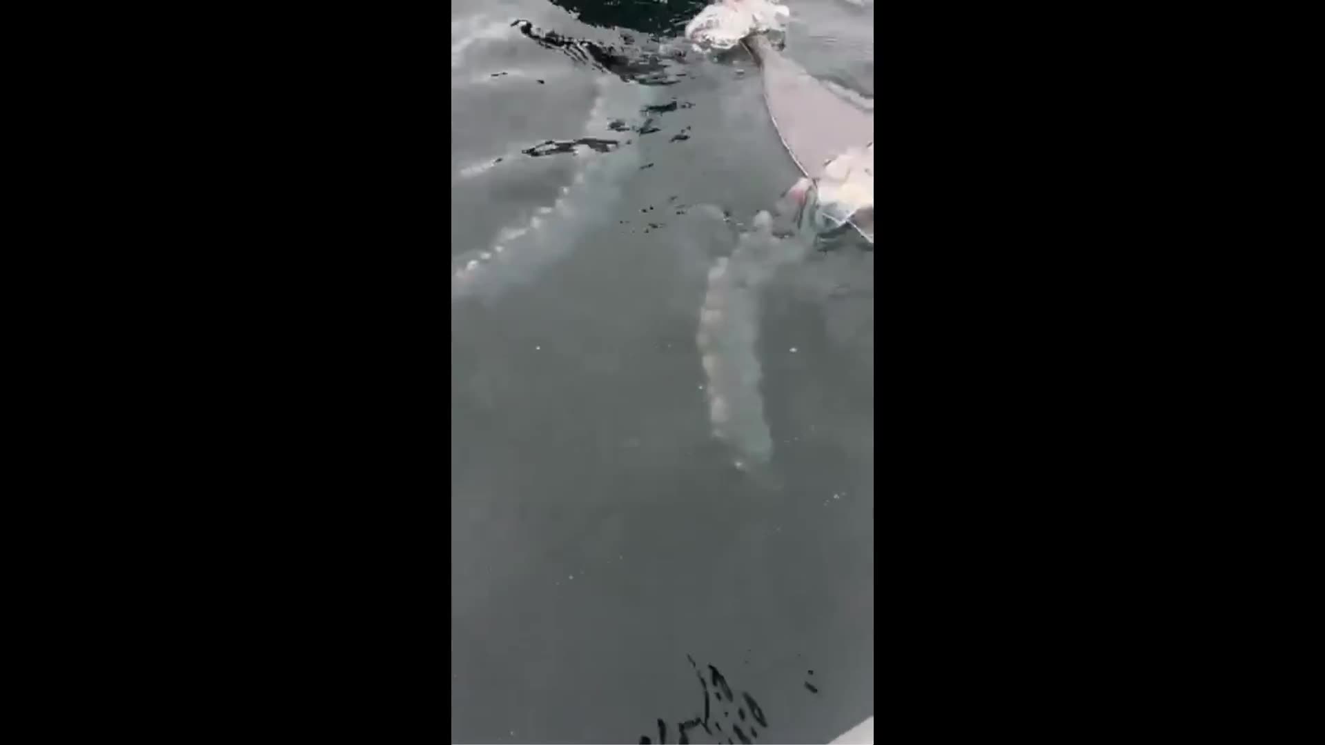 Ever hear of a pyrosome? Its a huge creature made up of thousands of tiny ones