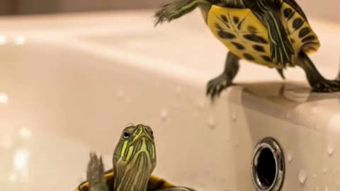 Tiny Turtle 🐢 Cutest Mini Turtle Moments Ever | Adorable Baby Animal Video | cute tiny fluff