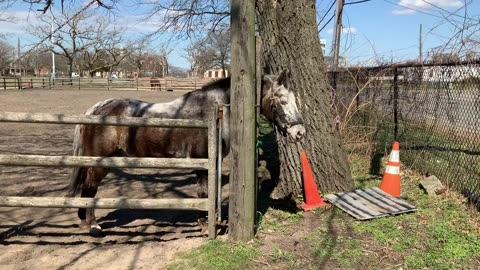 Varnish Appaloosa Horse in the USA