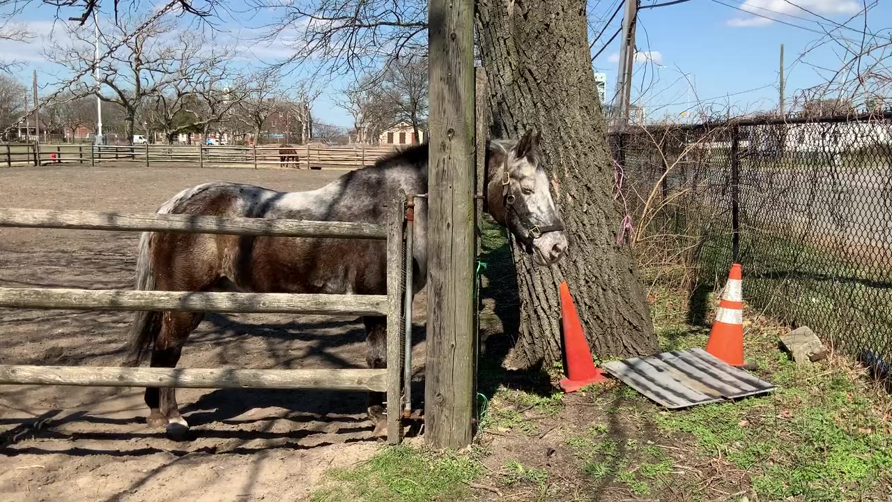 Varnish Appaloosa Horse in the USA