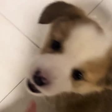 Why is My Puppy Eating Poop