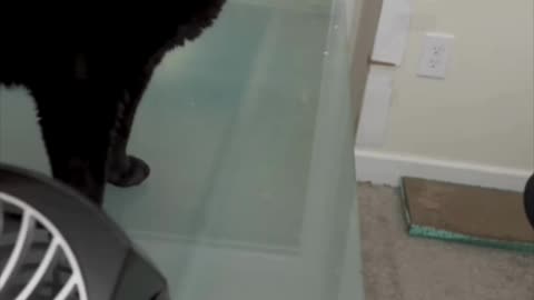 Cute Precious Piper Visits Me on the Exercise Bike - My Adopted Shelter Cat Vlog