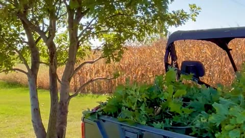 🌾 Cleaning up Neighbors shrubs