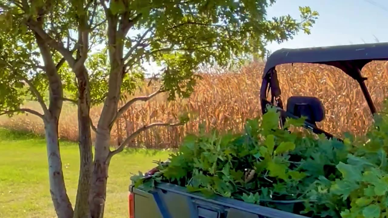 🌾 Cleaning up Neighbors shrubs