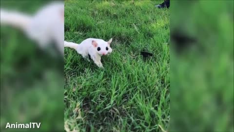 Laugh Out Loud: Sugar Gliders' Cutest Flying Antics