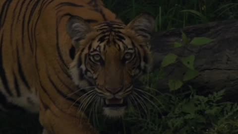 tigers