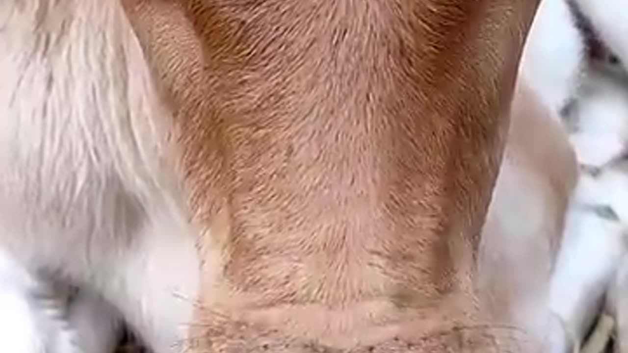 Cow Videos | Cow Funny Video 2024 | Cute Baby Cow Funny Video #Short