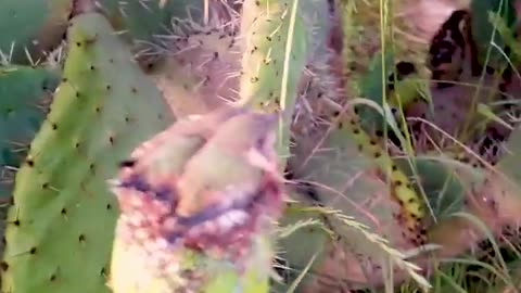 🌿🐦 Wait Until You See Where These Hummingbirds Build Their Nest! | FeedMyCuriosity