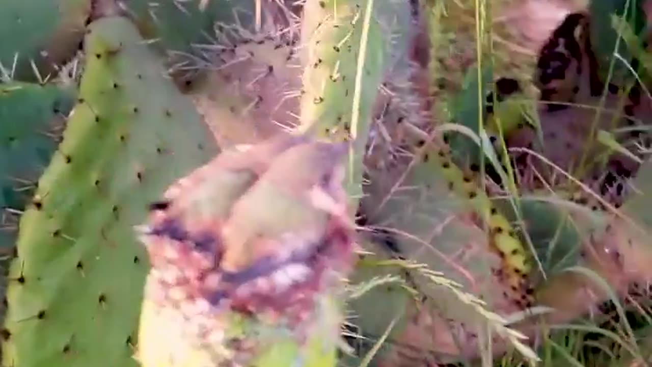 🌿🐦 Wait Until You See Where These Hummingbirds Build Their Nest! | FeedMyCuriosity