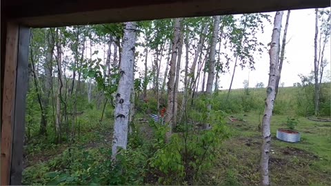 Back Room Build_ Day 2 Progress - Rafters, OSB, and Rainy Weather!#livingoffgrid