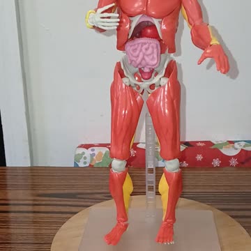 Human Body Model