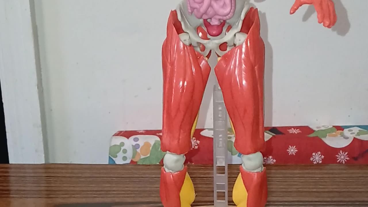 Human Body Model