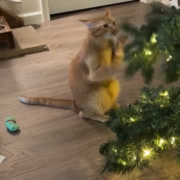 When you don’t have a sparring partner 😊