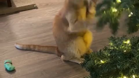 When you don’t have a sparring partner 😊