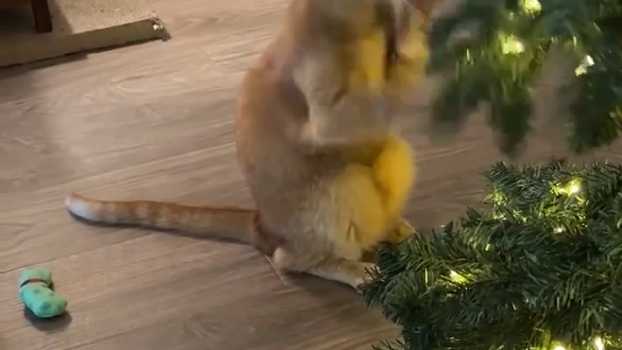 When you don’t have a sparring partner 😊