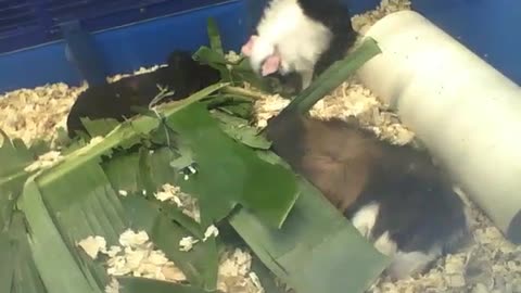 3 peruvian guinea pigs, just want to sleep among the leaves [Nature & Animals]