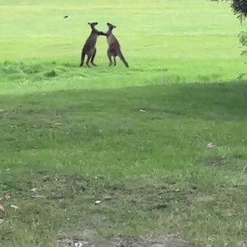 Kangaroo diaries only in Australia 🇦🇺