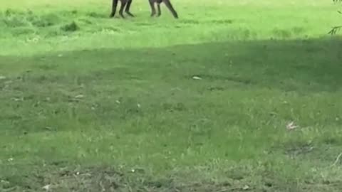 Kangaroo diaries only in Australia 🇦🇺