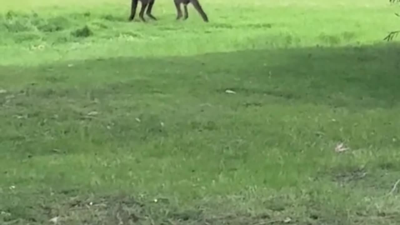 Kangaroo diaries only in Australia 🇦🇺