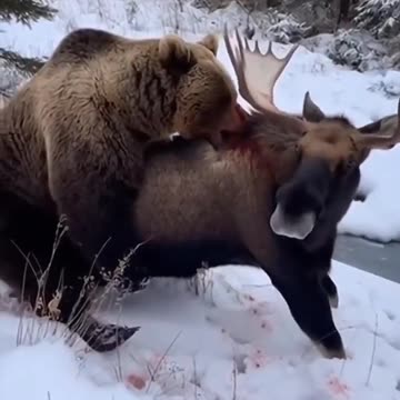 This Bear Hunt Shocked Everyone 😱