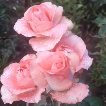 Pale Pink Roses