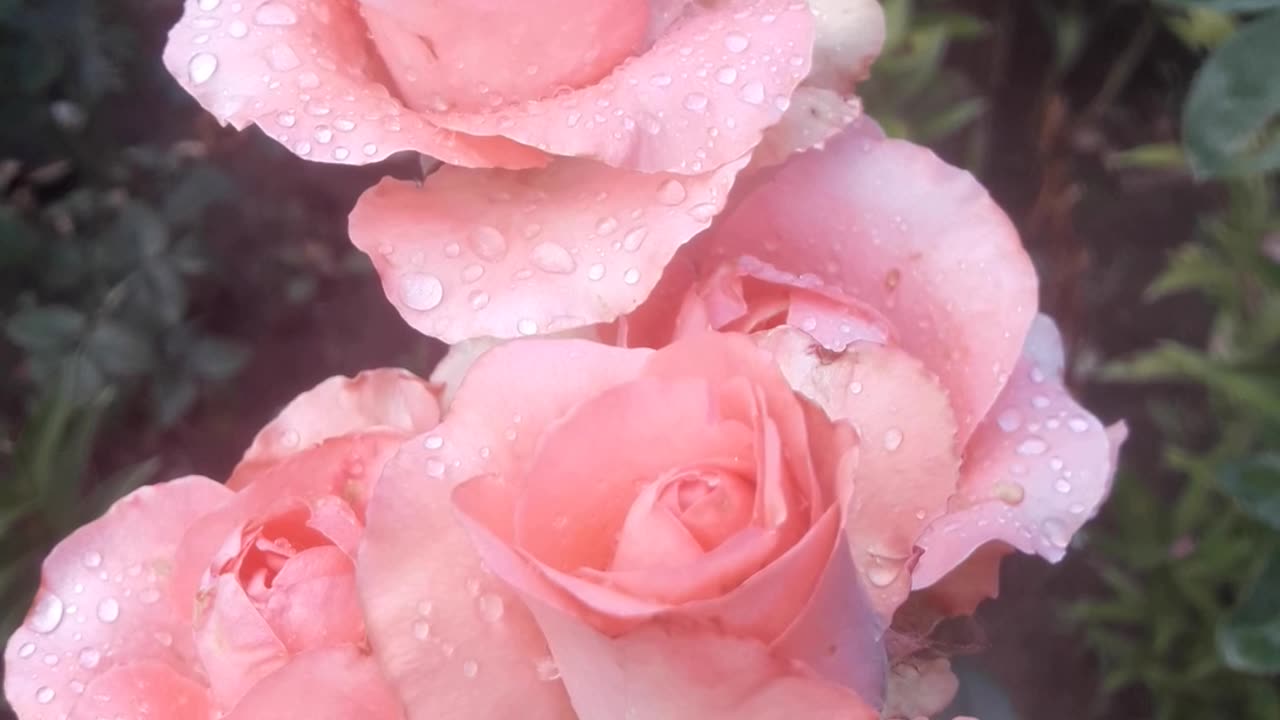 Pale Pink Roses