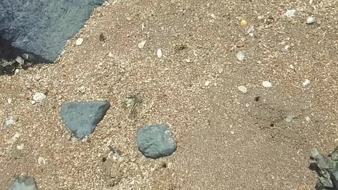 It looks like gold, lots of clam shells, oysters, in the beach sand, beautiful [Nature & Animals]