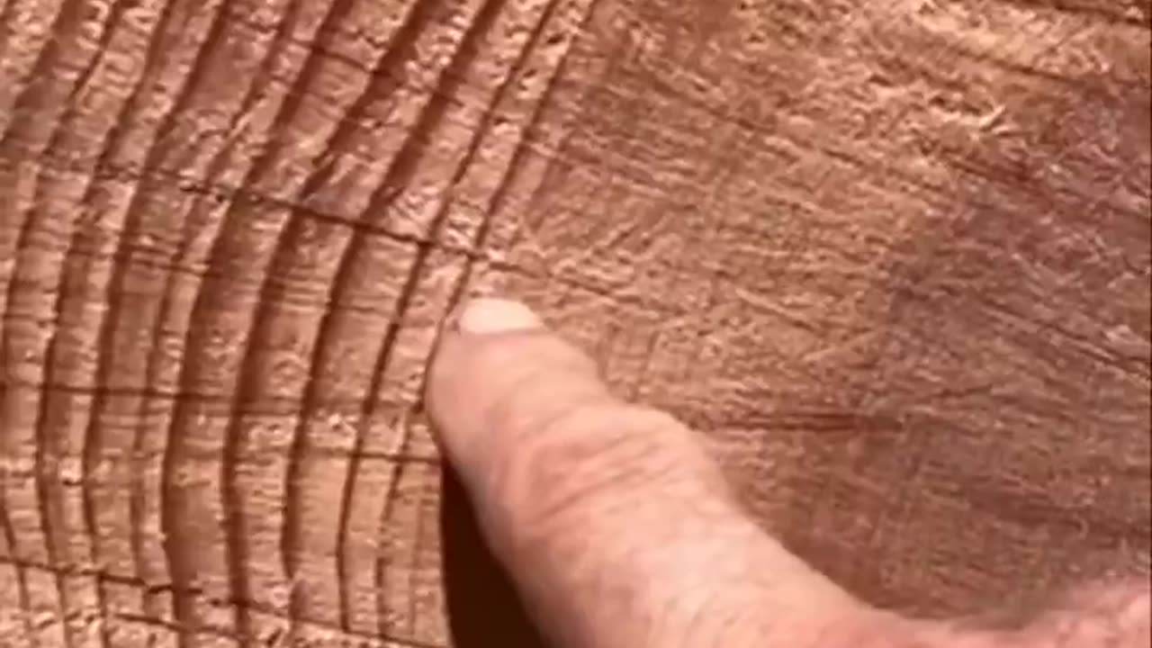 This guy describes the history of the tree based on its growth rings...