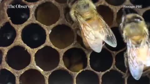 The Fake Honey from China...