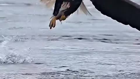 Falcon pic fish from sea