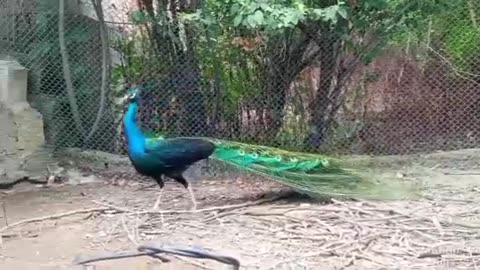 Peacock 2