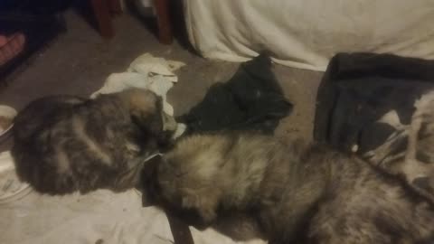 SMelvin and Peaches reinventing Braille