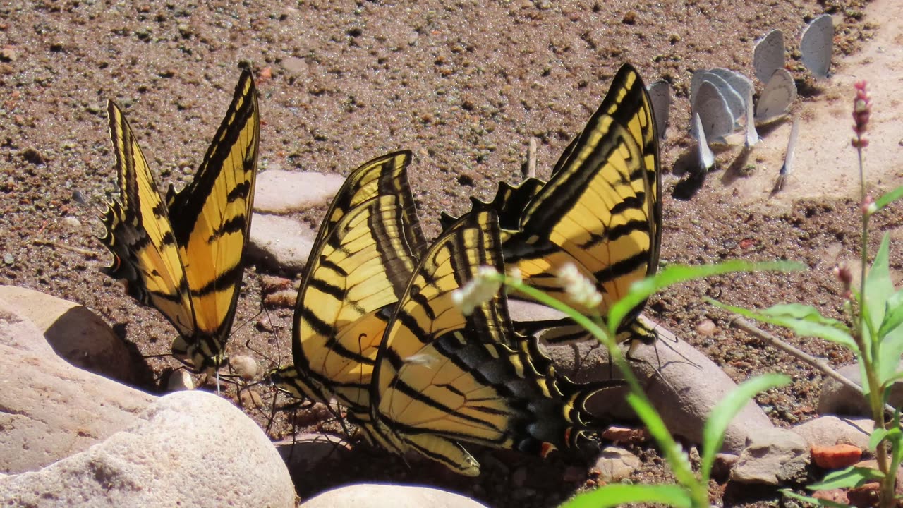 Arizona State Butterfly