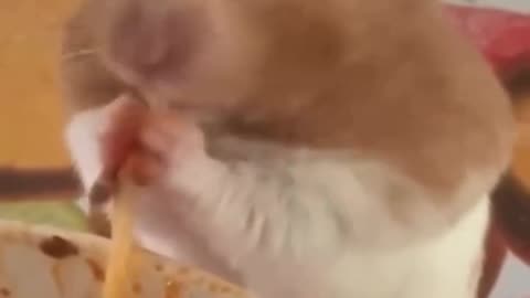 "This Is Why I Eat In The Car" - Adorable Hamster Eats Spaghetti! Funny!