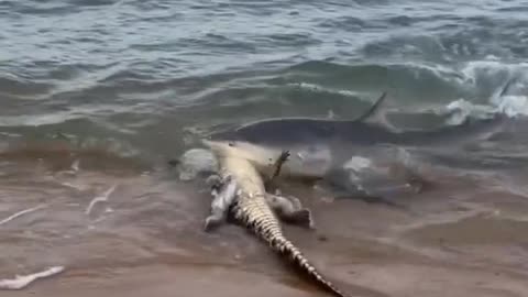 Shark vs Alligatore